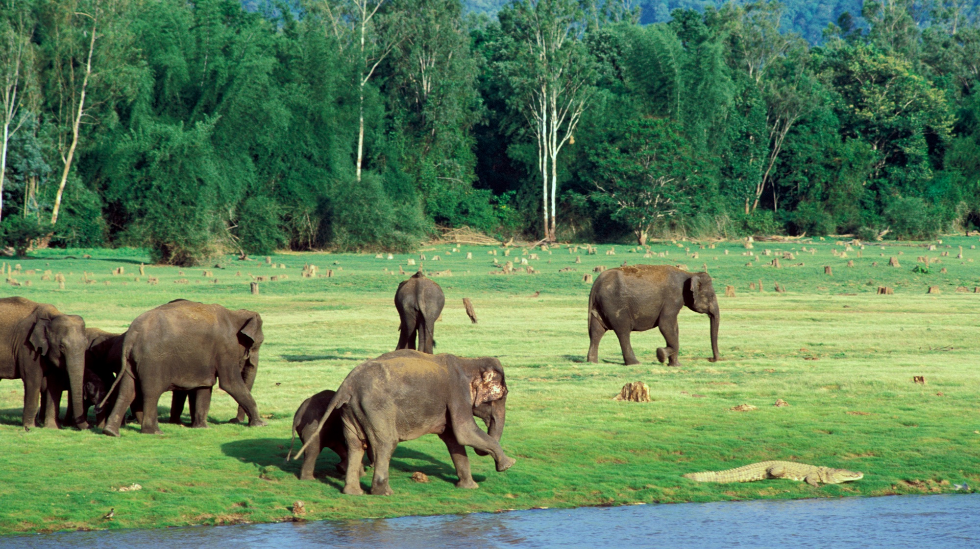 Kabini