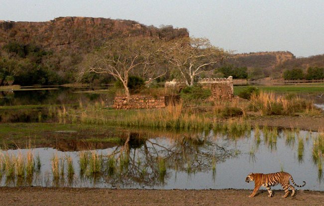 Ranthambhore