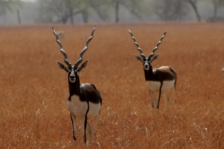 Velavadar National Park