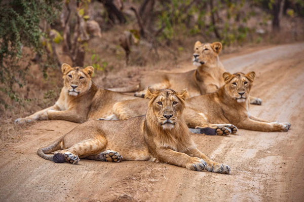 Sasan Gir