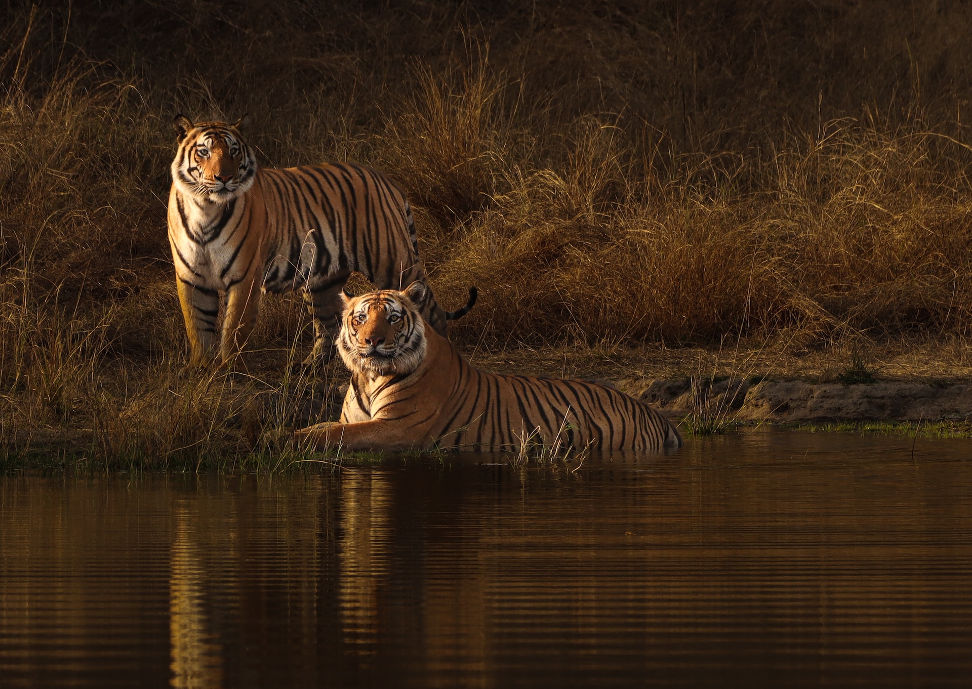 Bandhavgarh