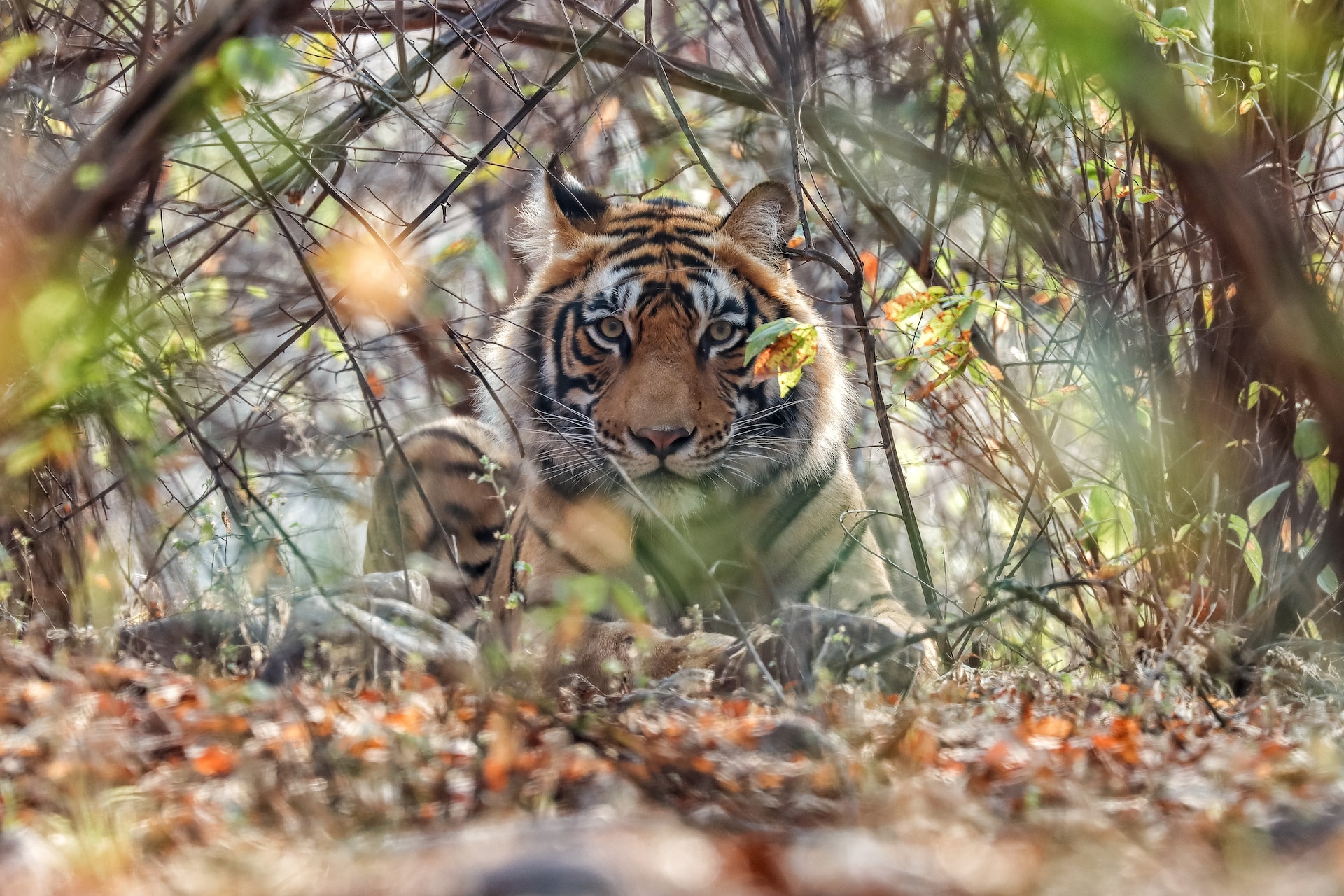 Wildlife tour package of Madhya Pradesh
