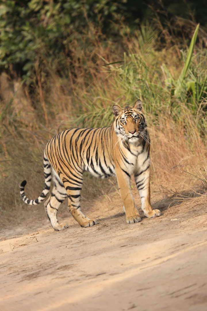 Bandipur