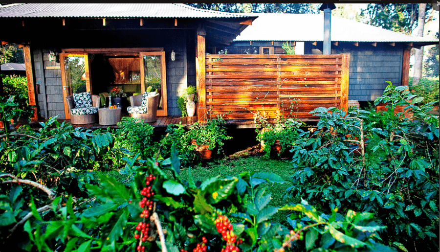 Coffee Bean Villa