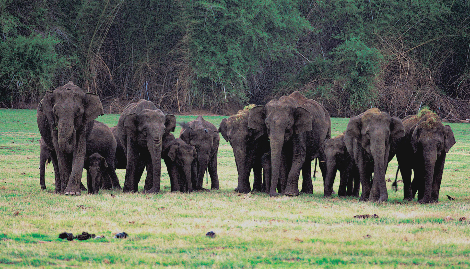 Nagarahole Tiger Reserve