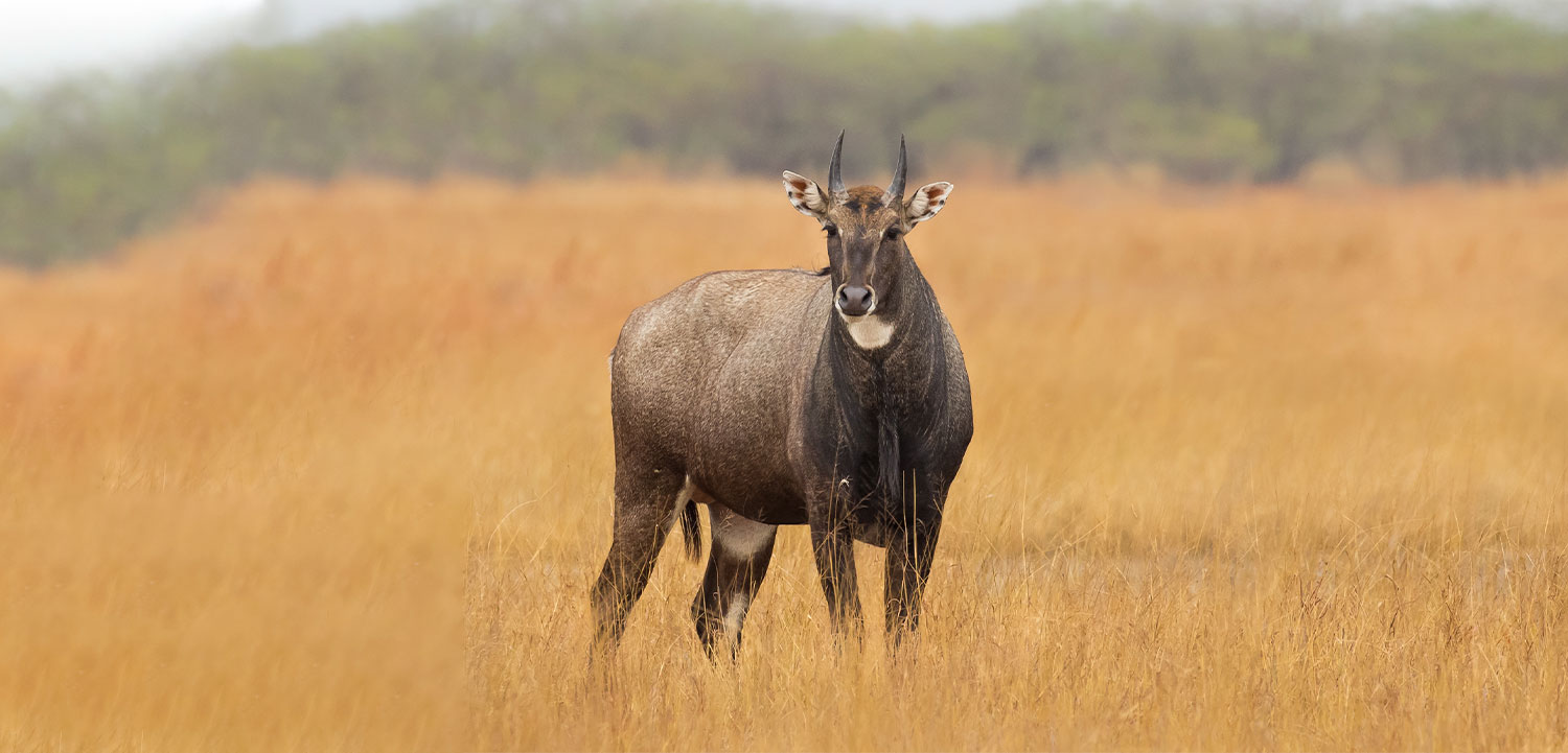 Jambughoda Wildlife Sanctuary