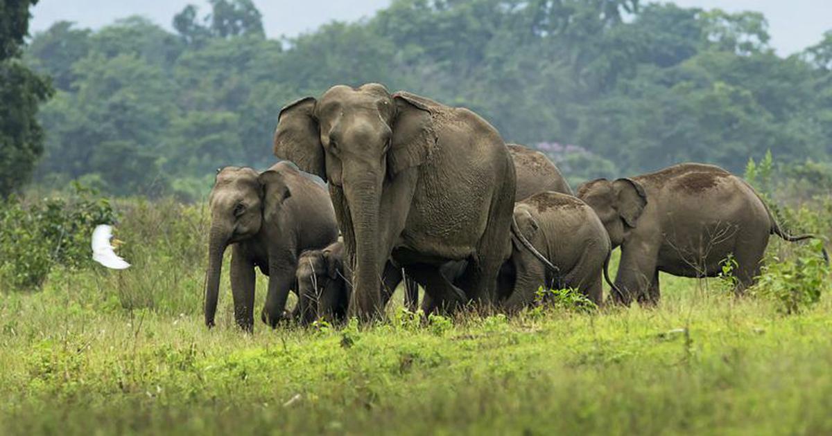Gorumara National Park