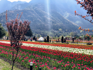 Tour Package of खूबसूरत Kashmir (JKA35)
