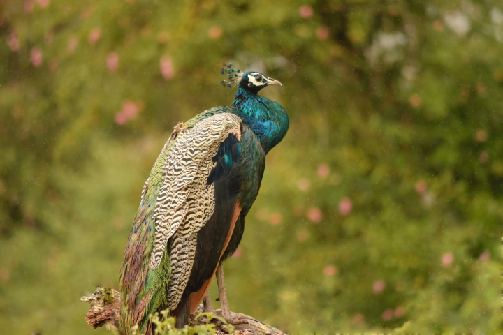 Tour package of खूबसूरत Karnataka (KAA67)