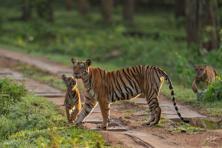 रचनात्मक Karnataka Tour Packages (KAA76)