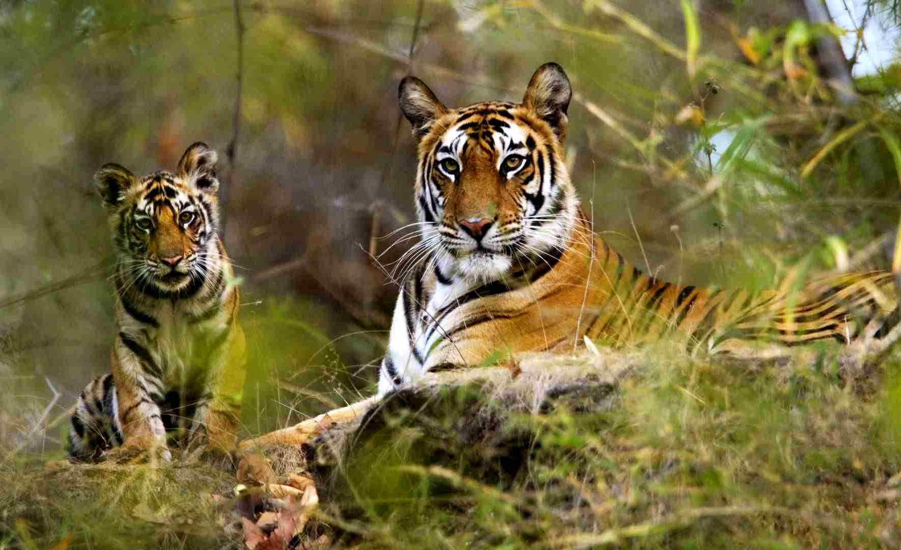 Tadoba National Park